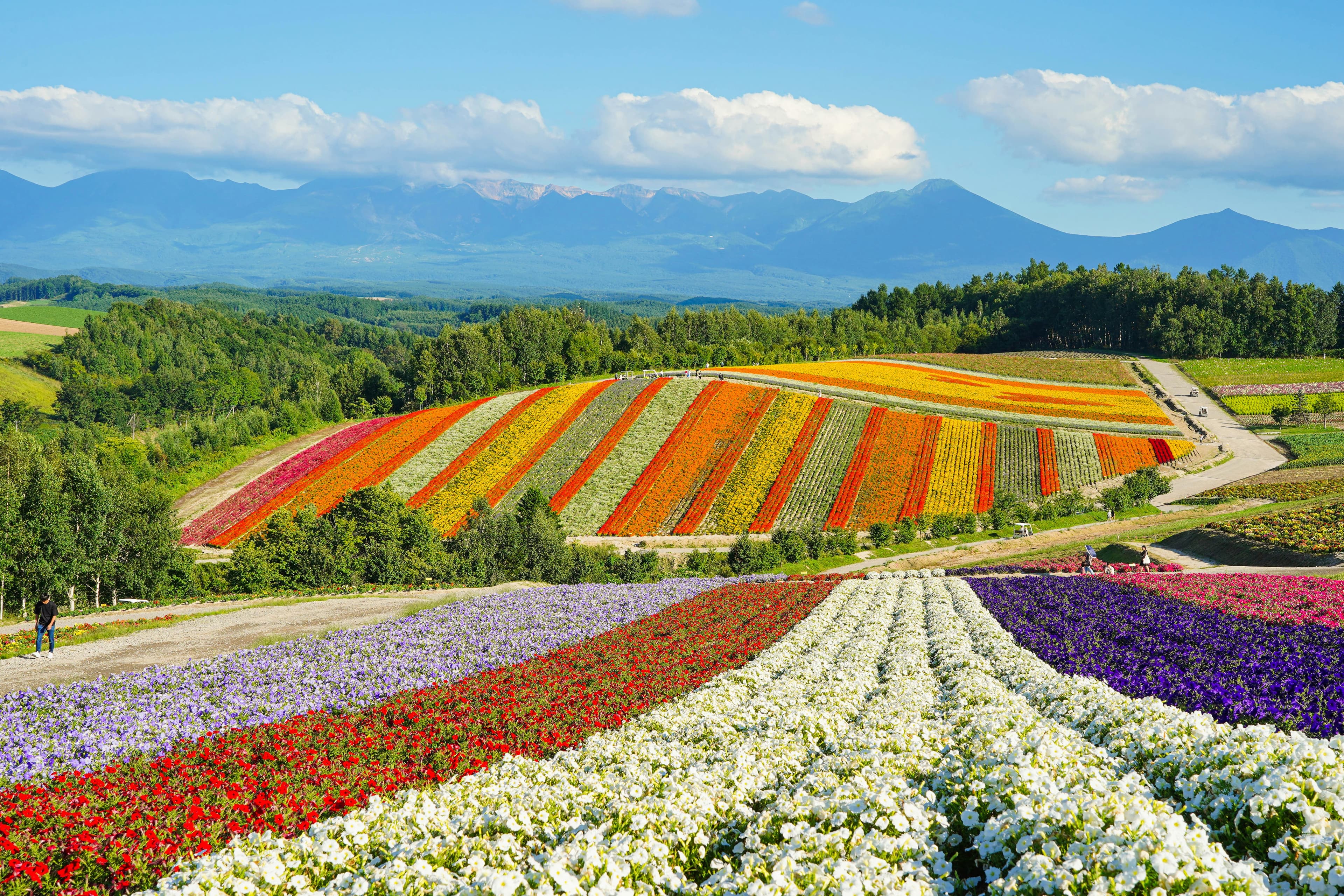 Mount Fuji during day